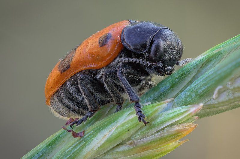 /*-+ фото превью