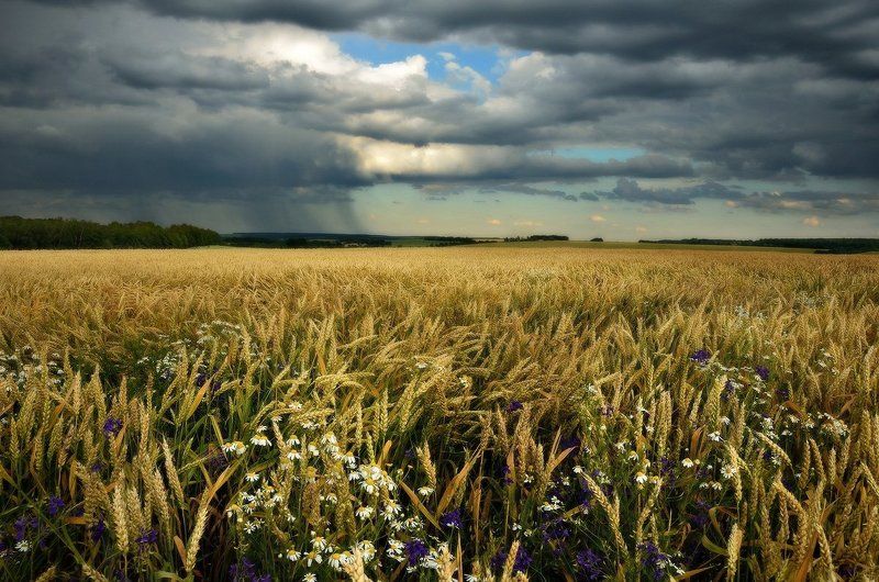 Прошла гроза...вздохнули травы фото превью