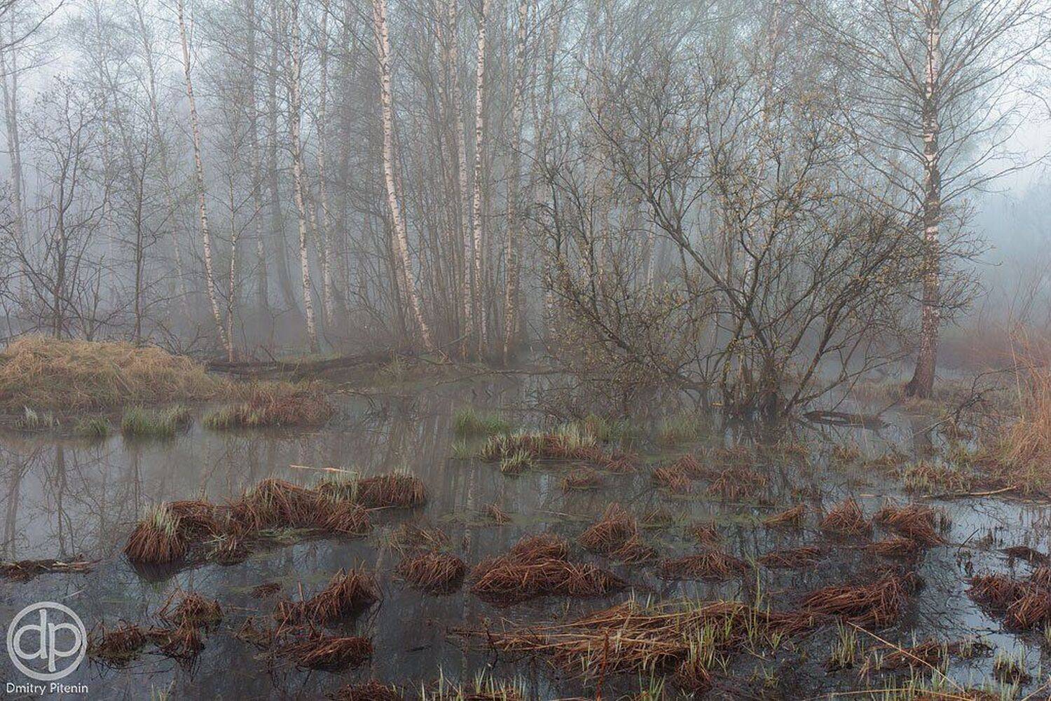 , Питенин Дмитрий