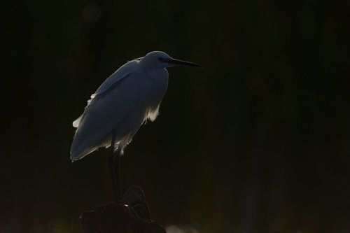 Little egret