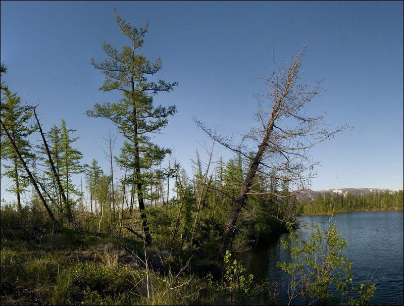 таймыр,лето Июльские зарисовки фото превью
