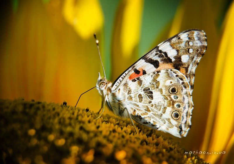 сезон чешуекрылых фото превью