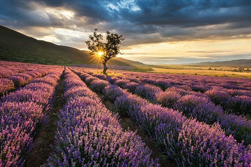 Lavender field фото превью