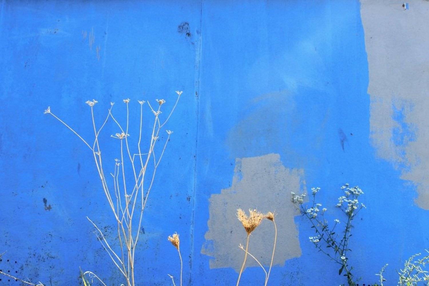 , Сюзанна Шевченко