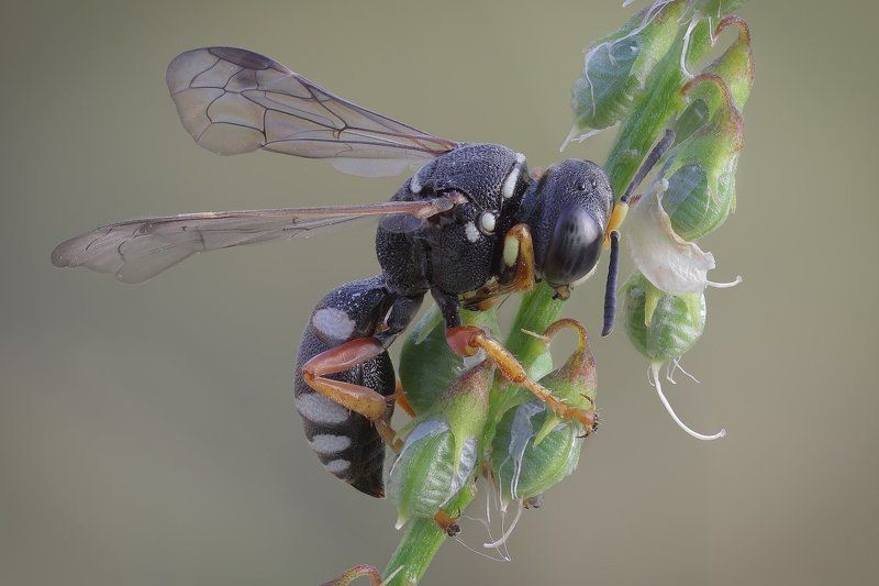 ,+,+, фото превью