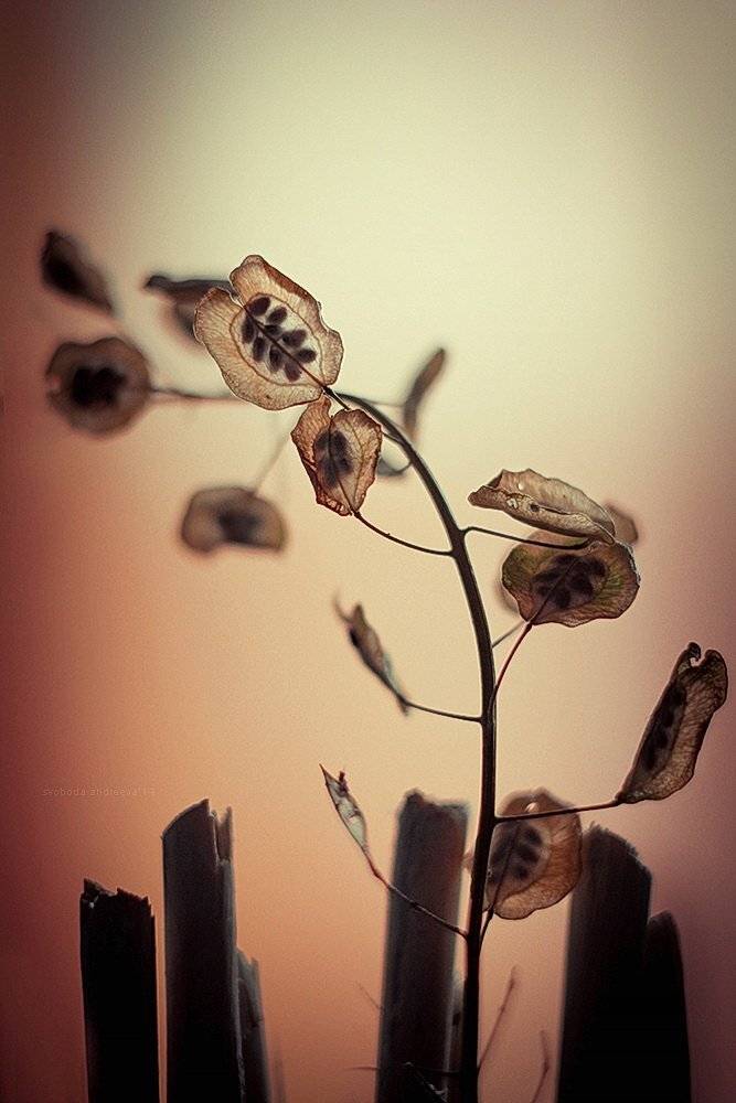 , Svoboda Andreeva