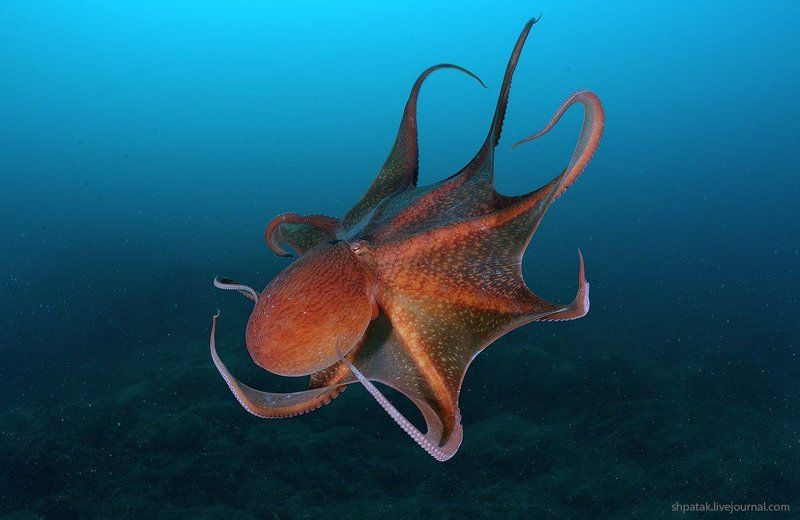 Осминожек Дофлейна. Фазы полета. фото превью