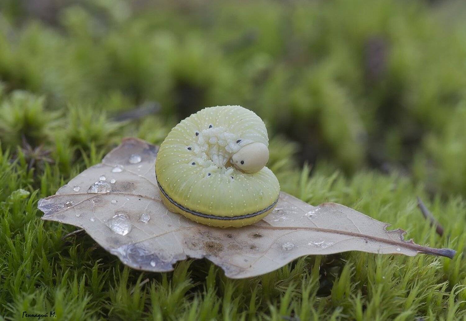 , Геннадий Мещеряков