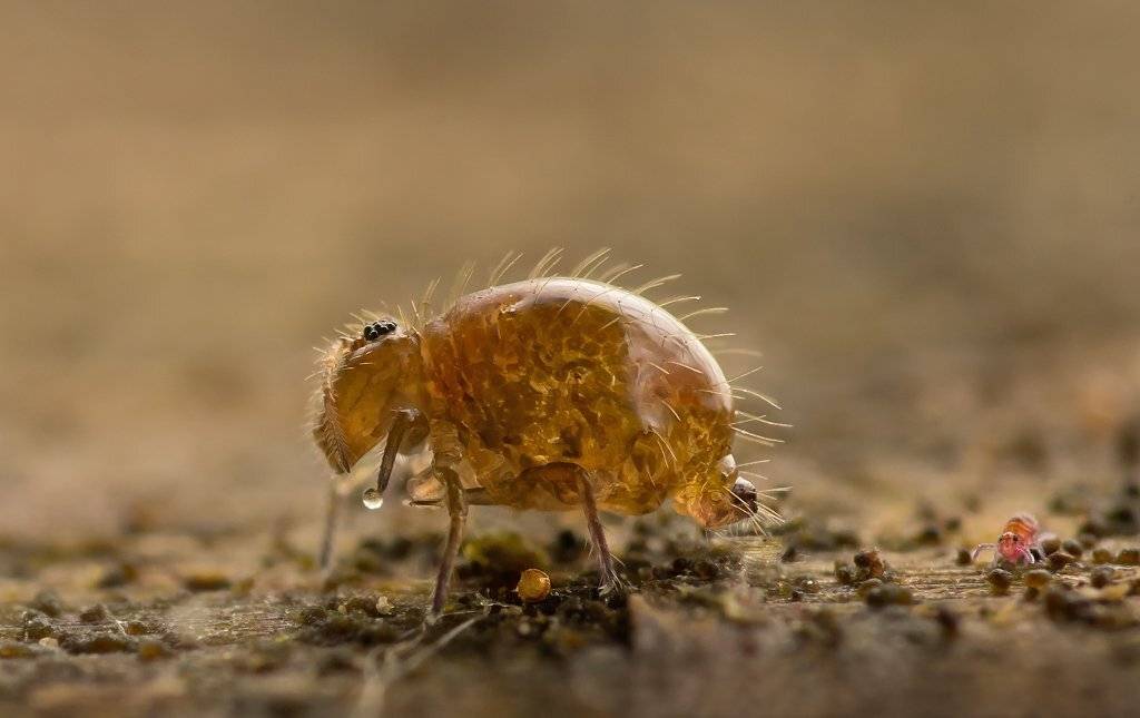 , Валерия Зверева