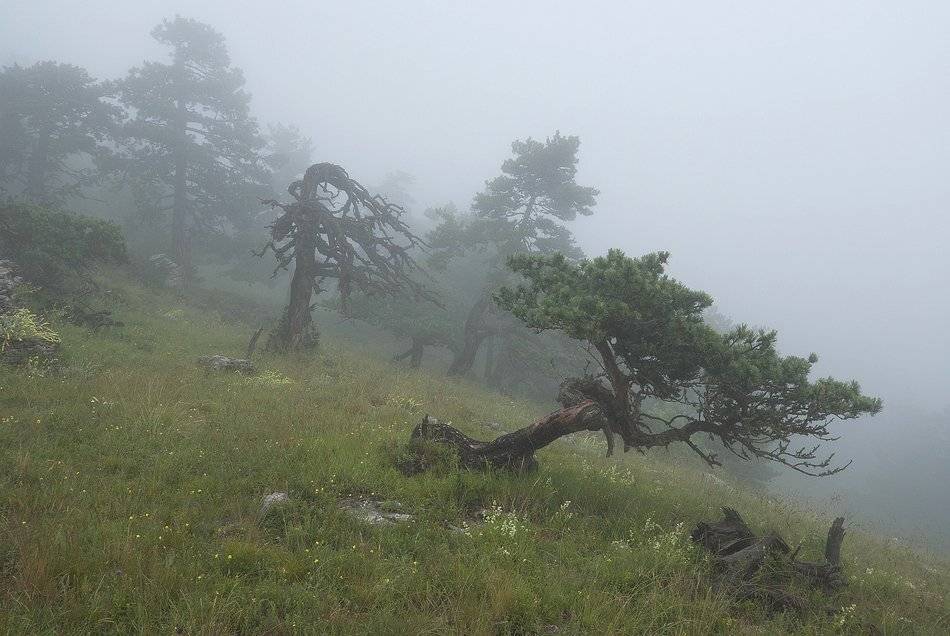 , Саша  Вайсберг / Waldschnepfe /