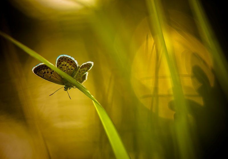 Июньские зарисовки с голубянкой... фото превью