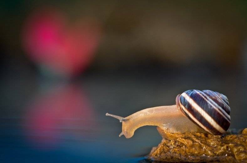 , Вячеслав Мищенко