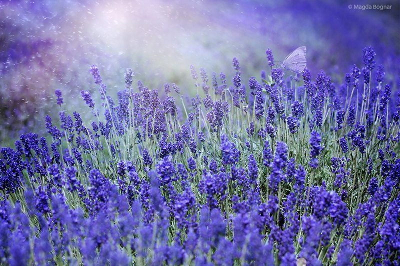 Blue Garden фото превью