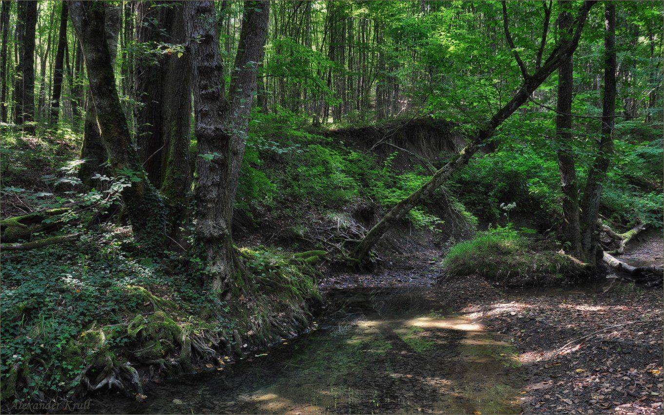 дебри, ручей, лес, Александр Круль