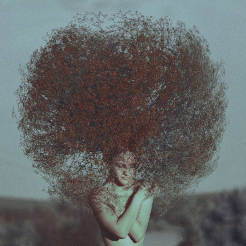 дерево жизни фото превью