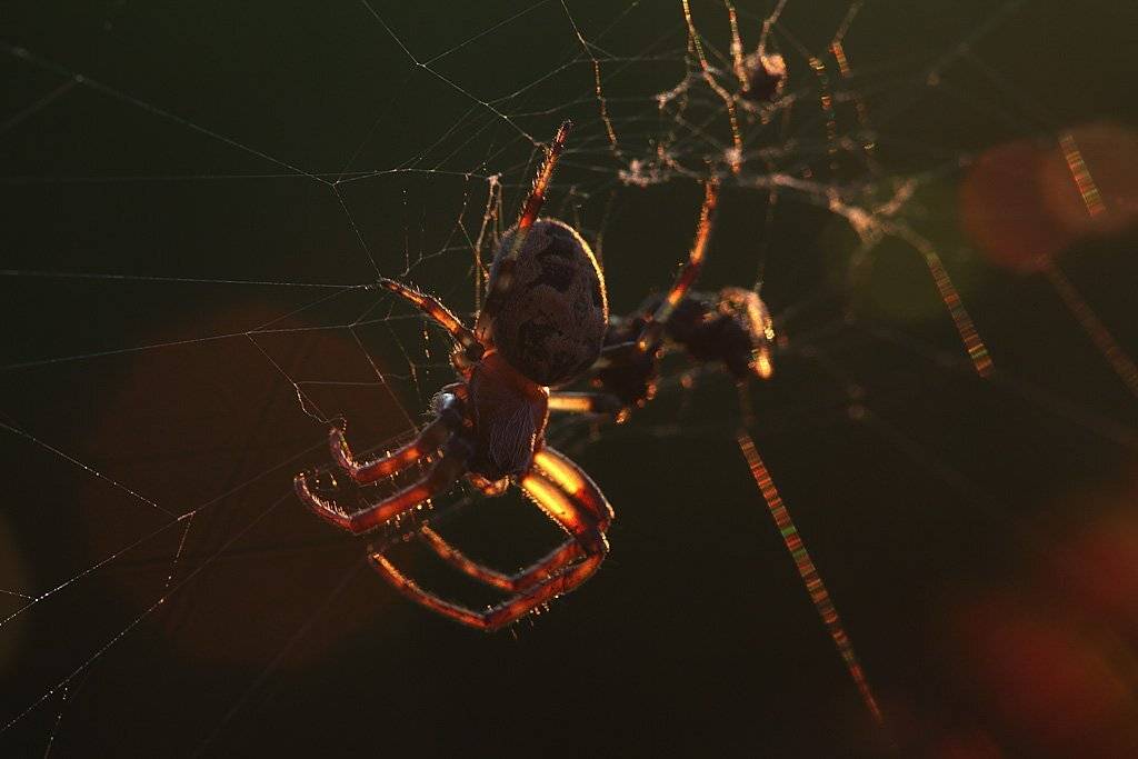 , Сергей Таланов