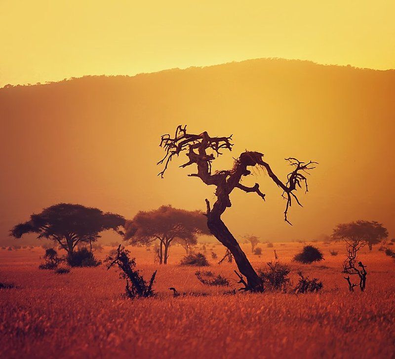 Tsavo West фото превью