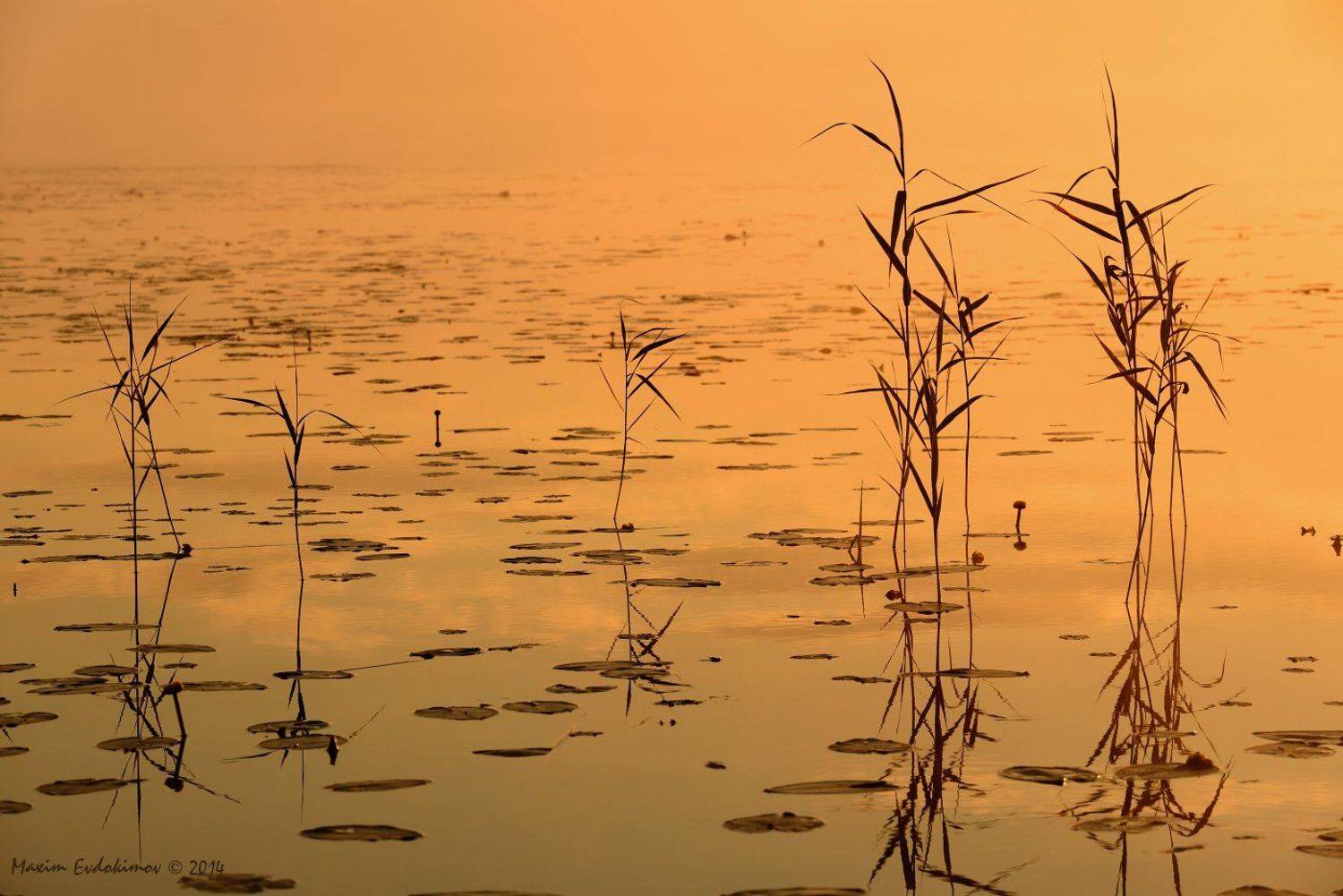 , Максим Евдокимов