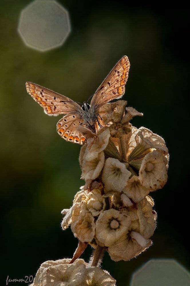 , Игорь ФУММ