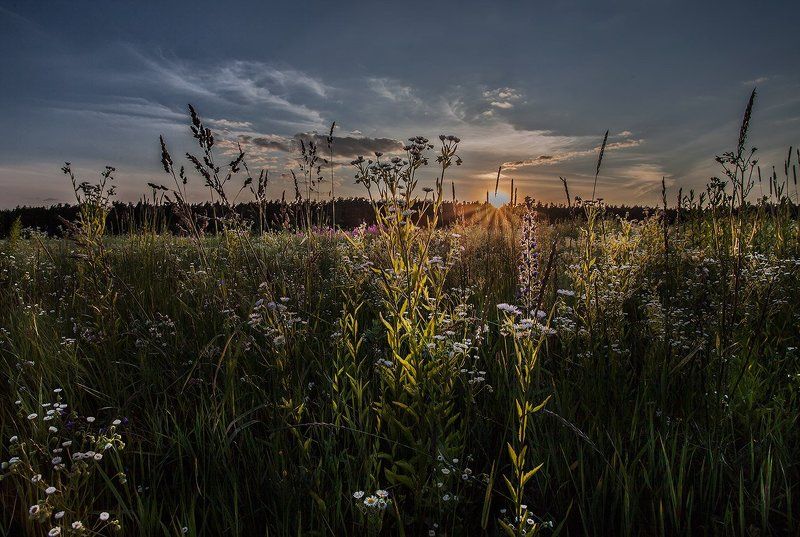 подмосковье., купавна. Глянь как всё цветёт! фото превью