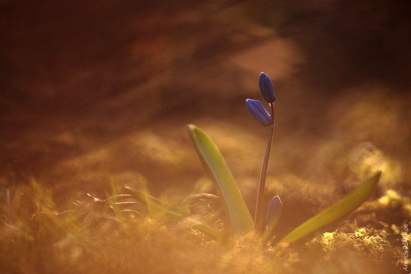 Дикая природа россии, Пролеска, Растение, Цветок Весенняя #2 фото превью
