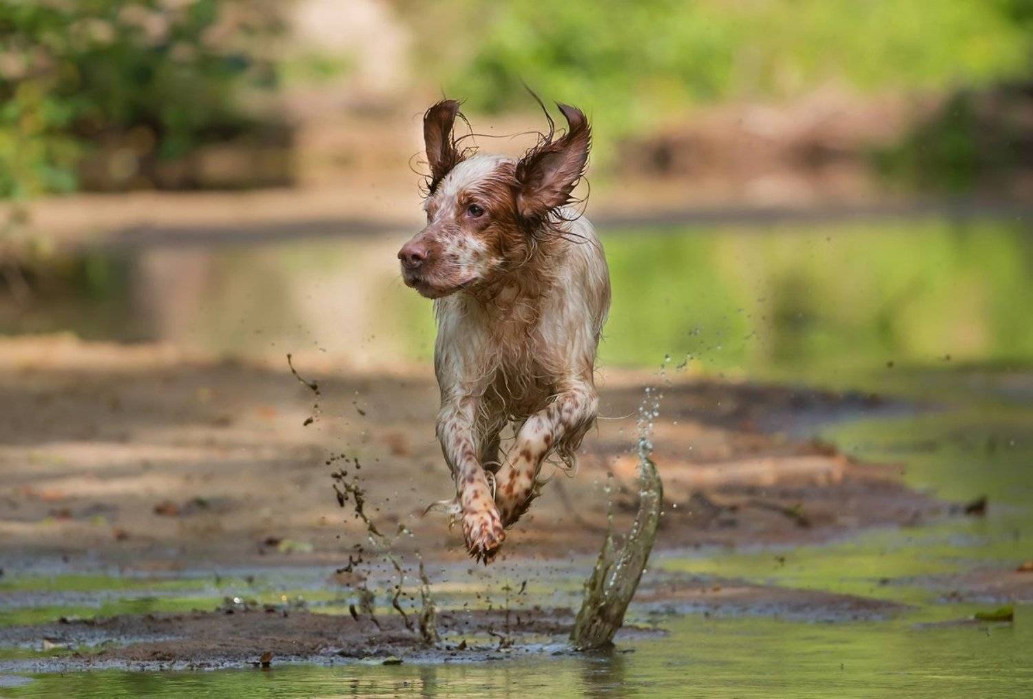 Английский сеттер, Вода, Прогулка, Река, Собака, Собака в движении, Собака в прыжке, Александр Чибиркин