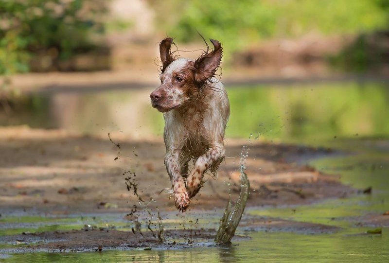 Английский сеттер, Вода, Прогулка, Река, Собака, Собака в движении, Собака в прыжке Левитация фото превью