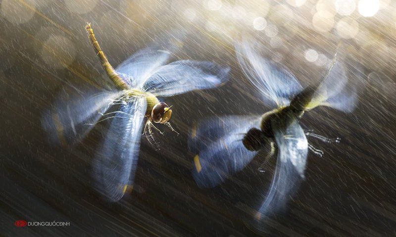 Macro DQD