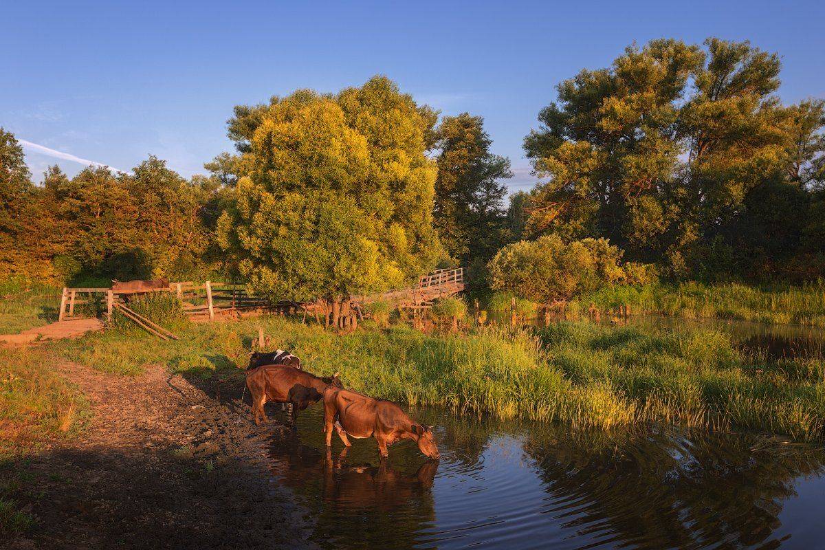 , Денис Сорокин