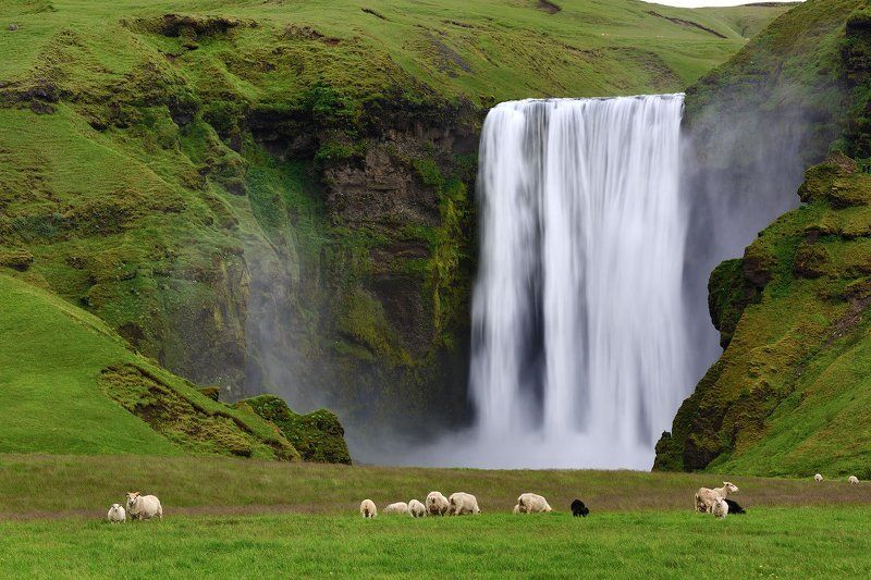 наша вкусная лужайка фото превью