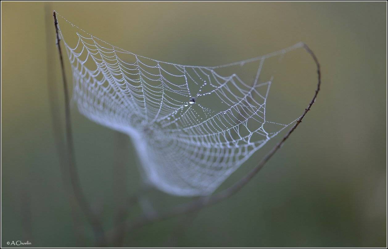 утро,роса,паутина,гамак,лето, Александр Чувилин