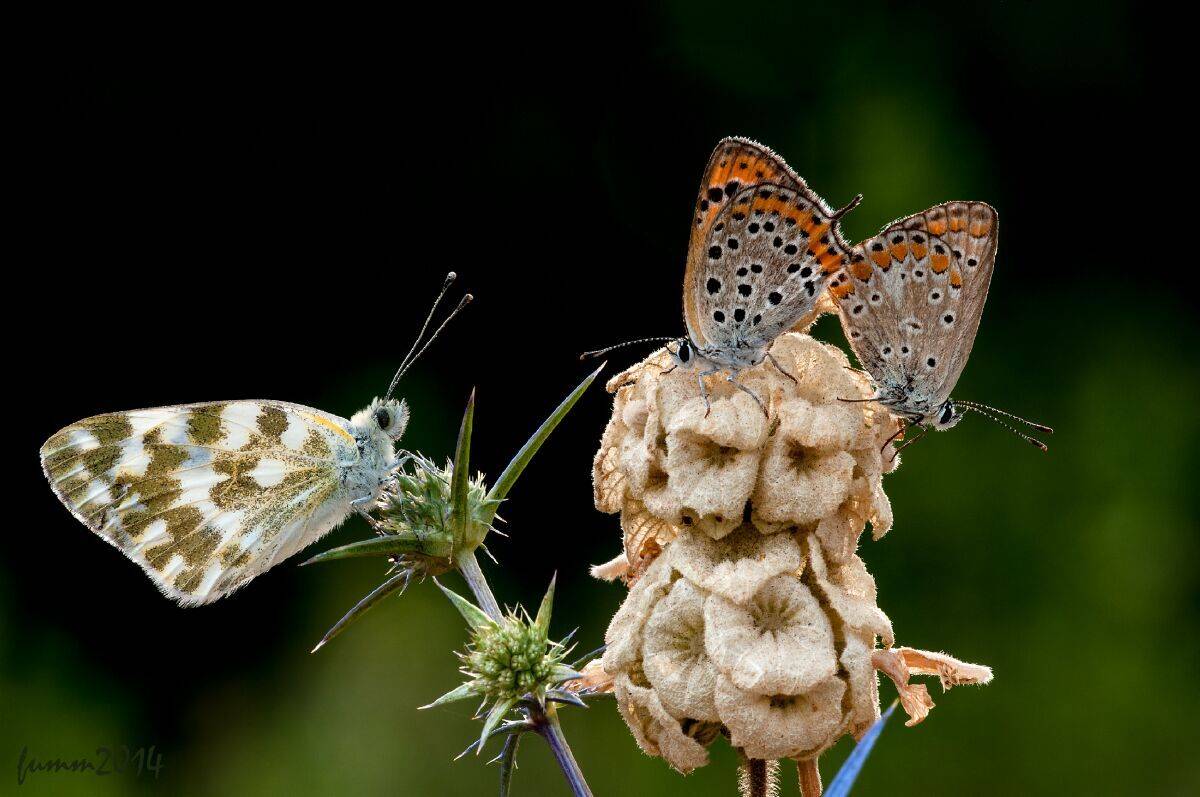 , Игорь ФУММ