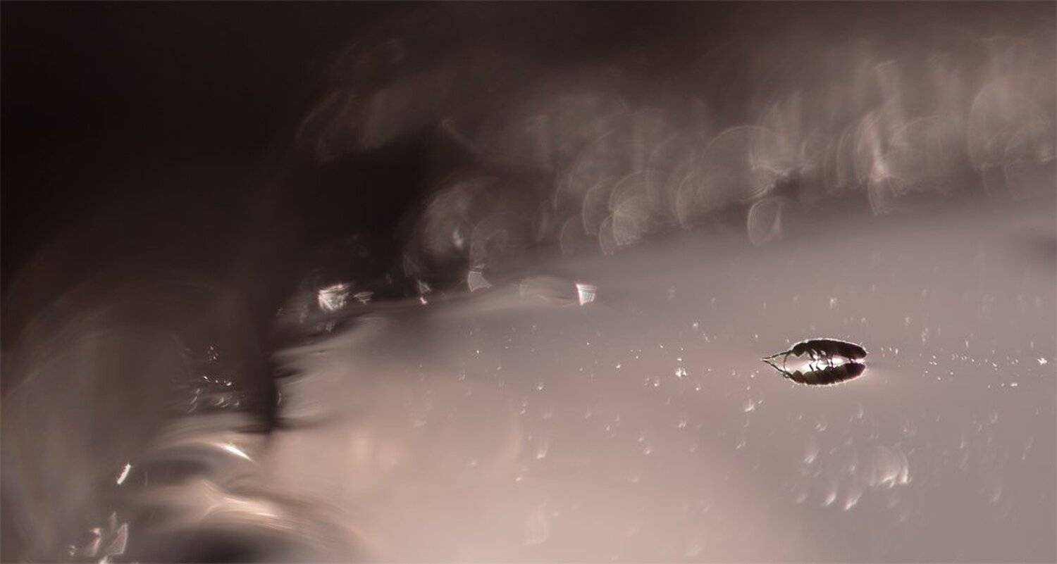 Nikon D 800, Грешник, Коллембола, Лёд, Свет, Геннадий Мещеряков