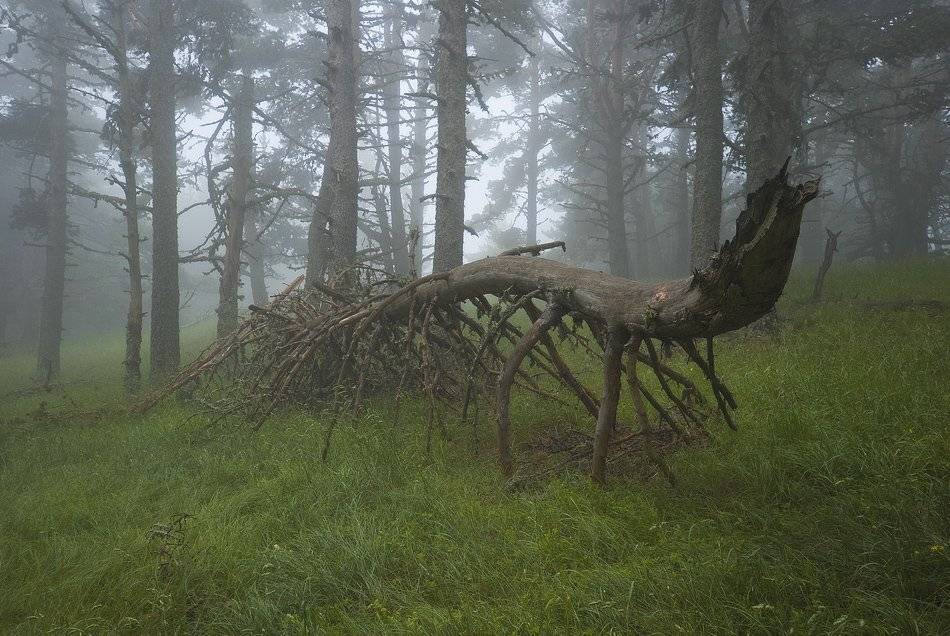 , Саша  Вайсберг / Waldschnepfe /