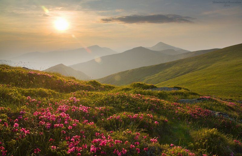 Квітка полонини фото превью