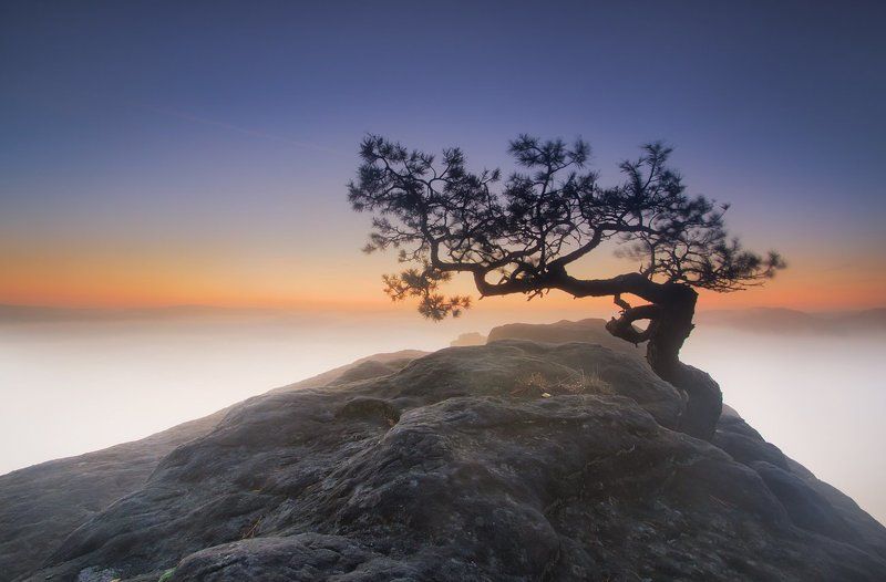 Alone tree фото превью