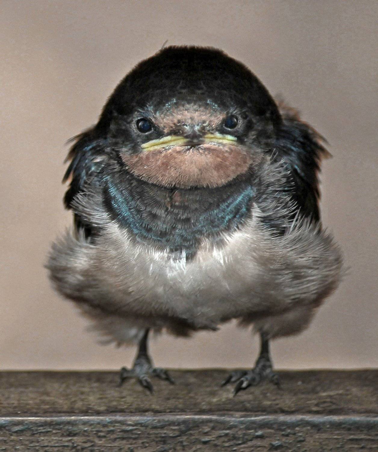 , Рита Гадар