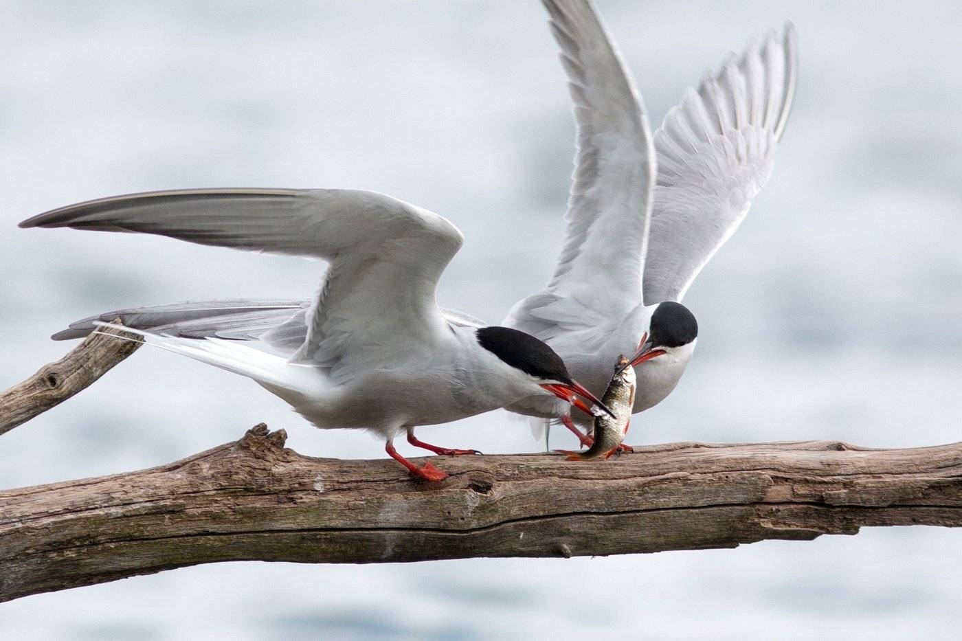 , Вилюнов Дмитрий