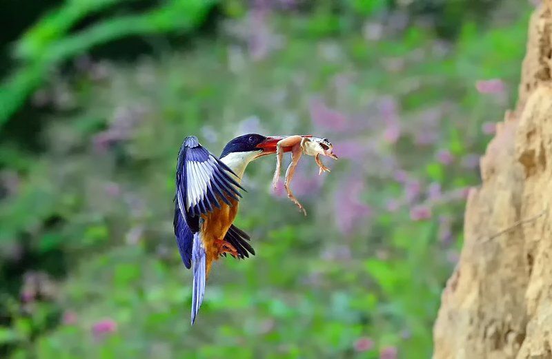 Black-Capped Kingfisher фото превью