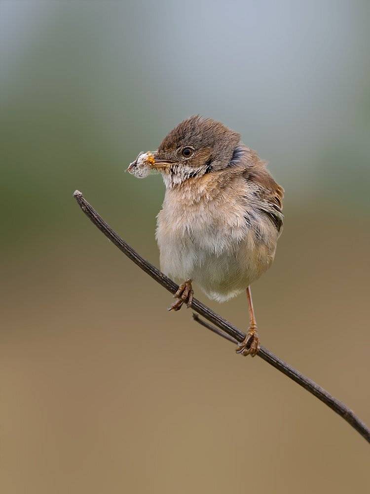 , Валерий Субачев