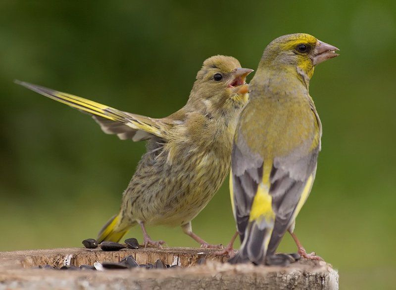 Кормящий отец фото превью