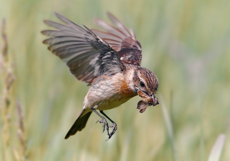 Vogel, Полёт, Птицы *** фото превью
