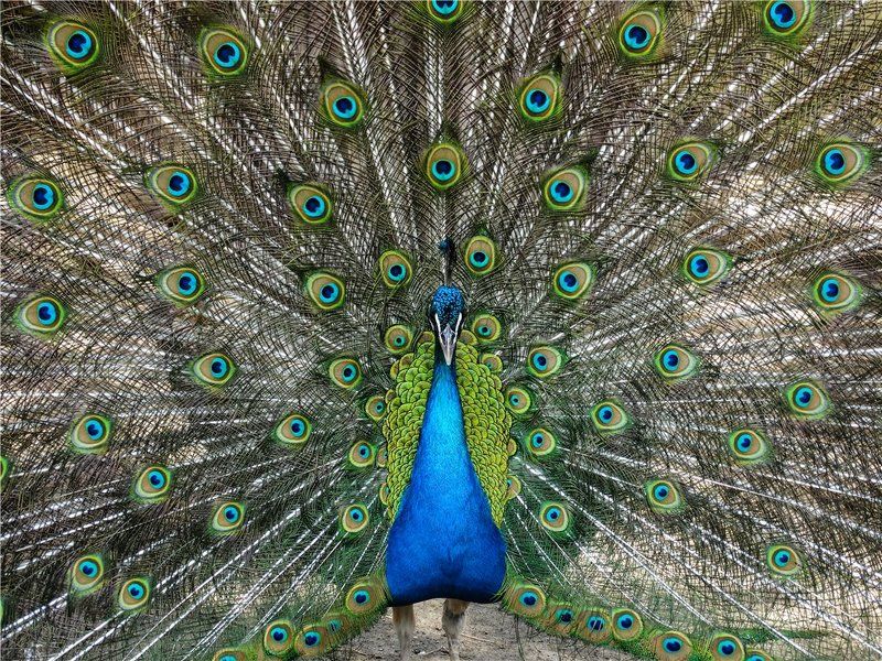 *** фото превью