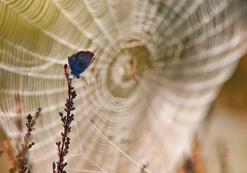 Туманное утро. фото превью