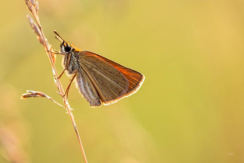 Летний вечер фото превью