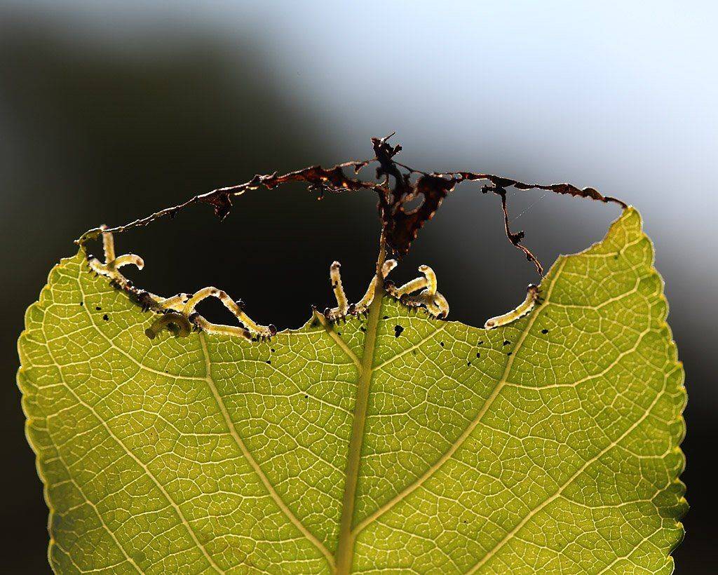 , Сергей Таланов