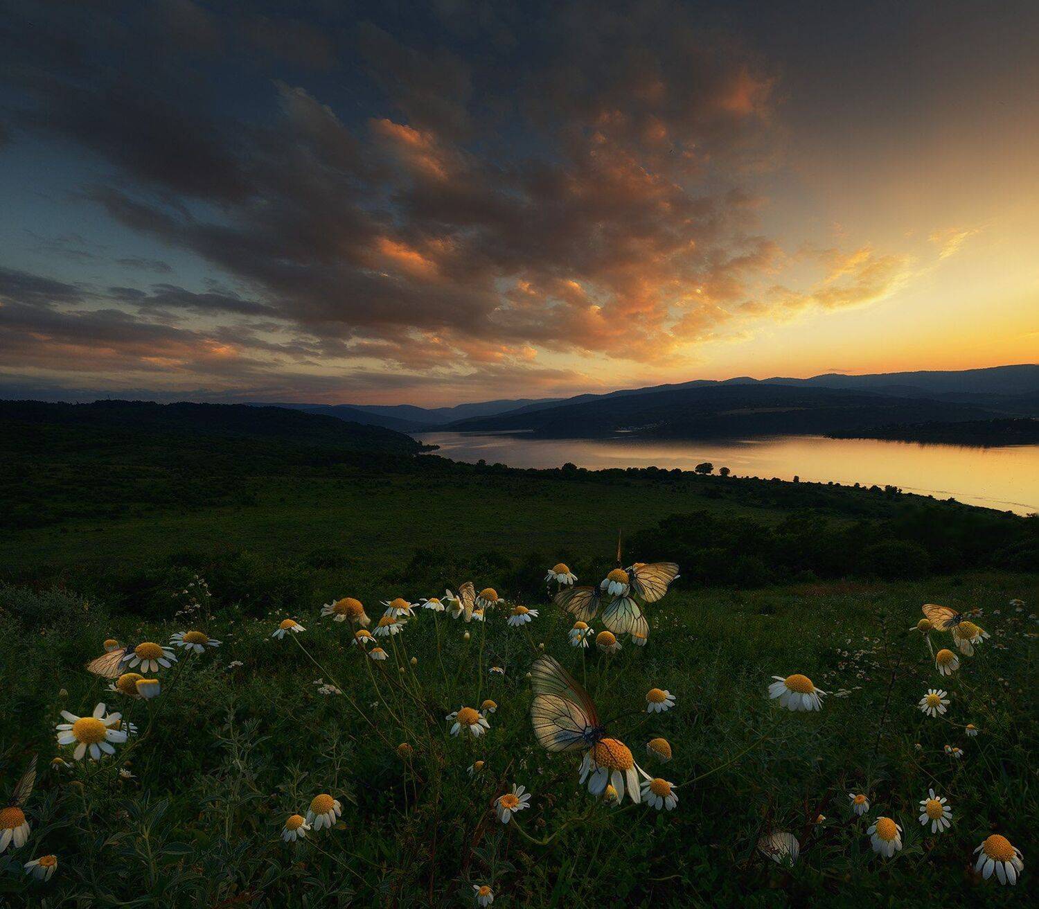 Бабочка, Болгария, Закат, Красимир Матаров