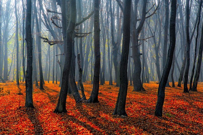 Forest фото превью