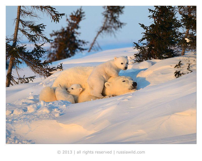 Высоко сижу, далеко гляжу ! фото превью