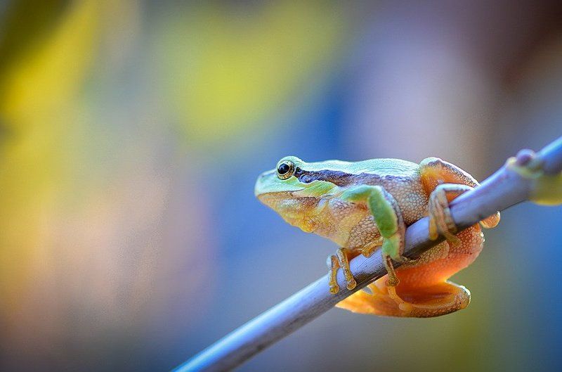 Созерцатель. фото превью